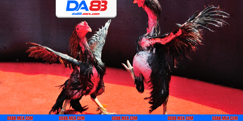 Cân nhắc vào tiền theo các cửa cho phù hợp để giành chiến thắng